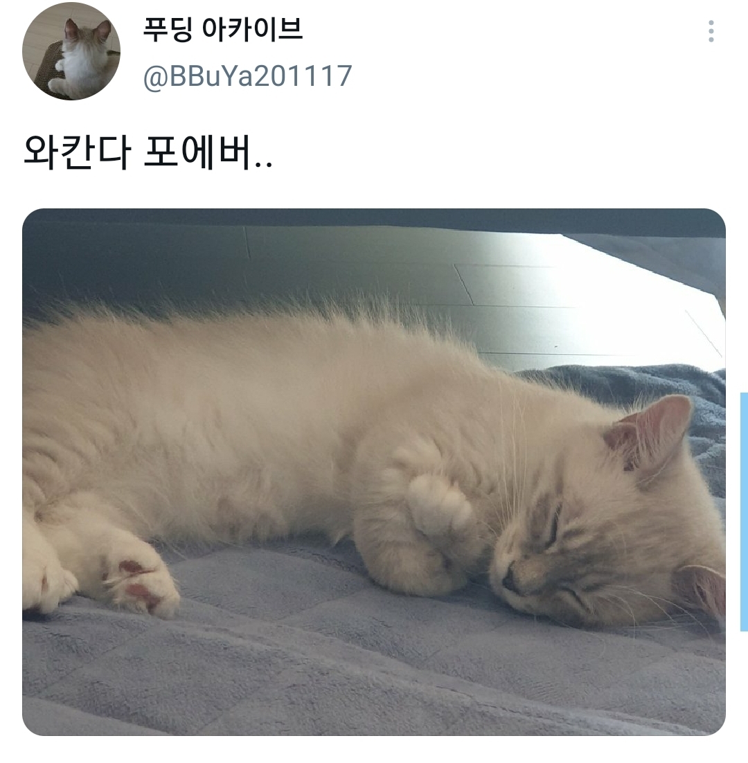 웃긴-포즈로-잠자는-고양이-대회.twt-10-이미지