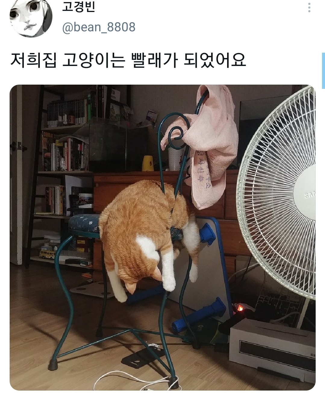 웃긴-포즈로-잠자는-고양이-대회.twt-2-이미지
