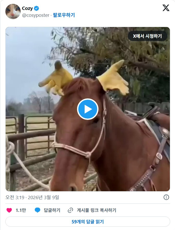 말-귀에-사람장갑을-끼웠더니-ㅈㄴ-귀여움-0-이미지