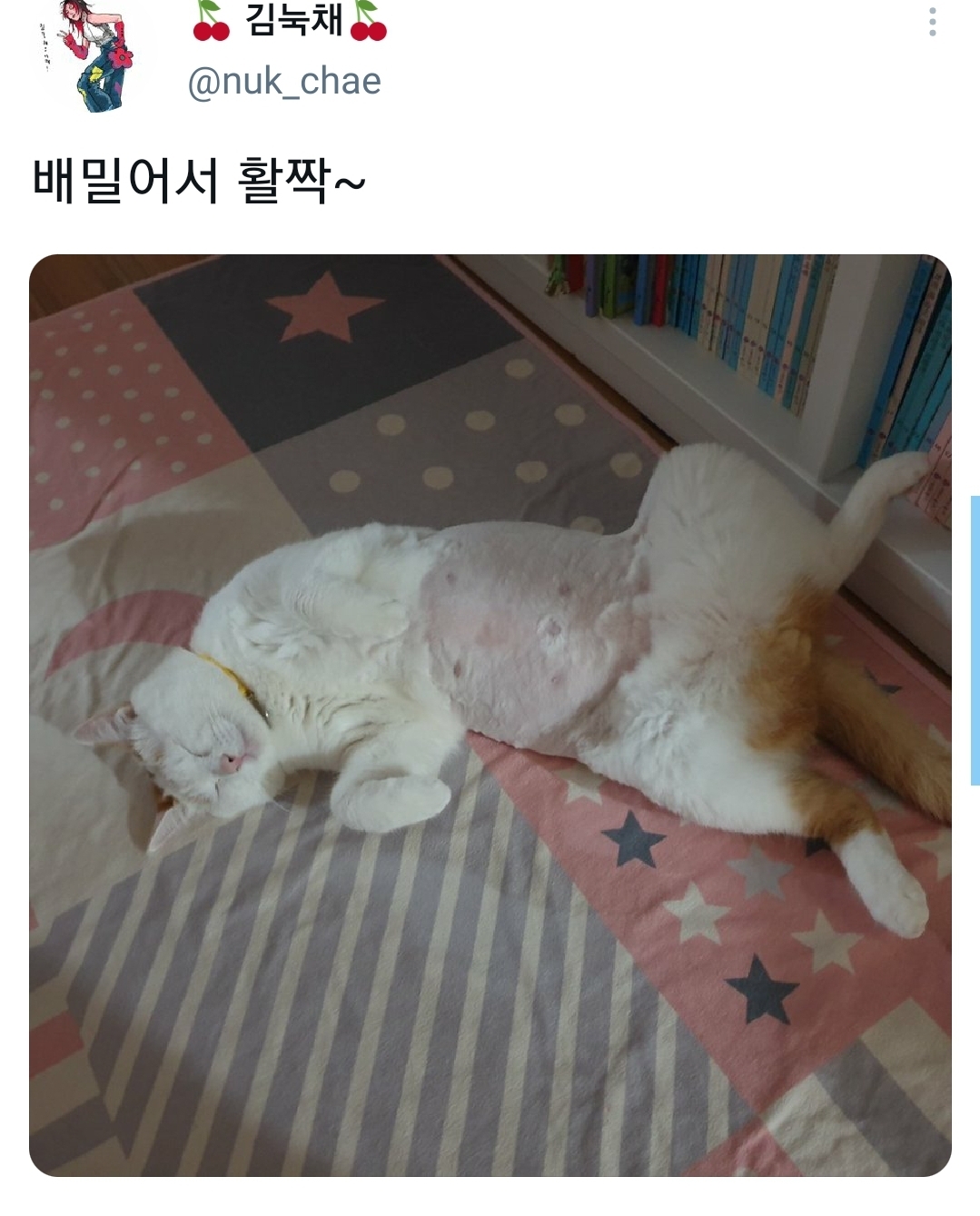 웃긴-포즈로-잠자는-고양이-대회.twt-19-이미지