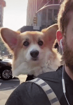 편해보이는-웰시코기-0-이미지