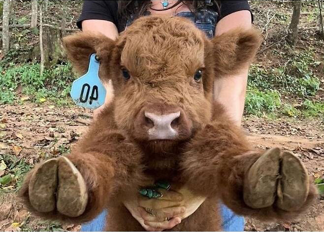 태어난-지-얼마-안-된-아기-송아지-1-이미지