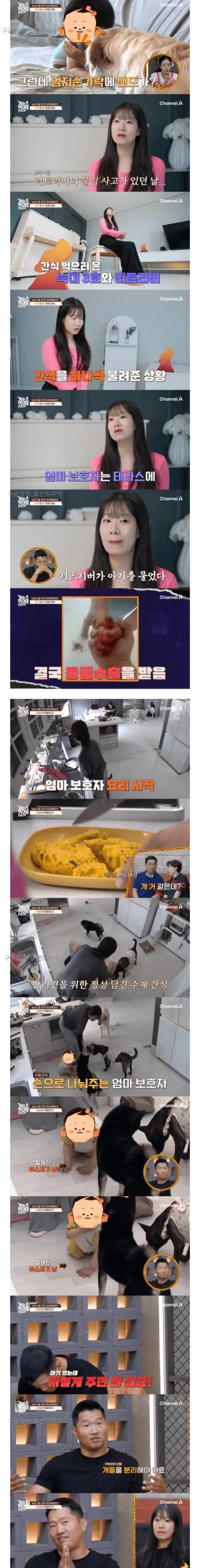 16개월-아기를-문-리트리버-0-이미지