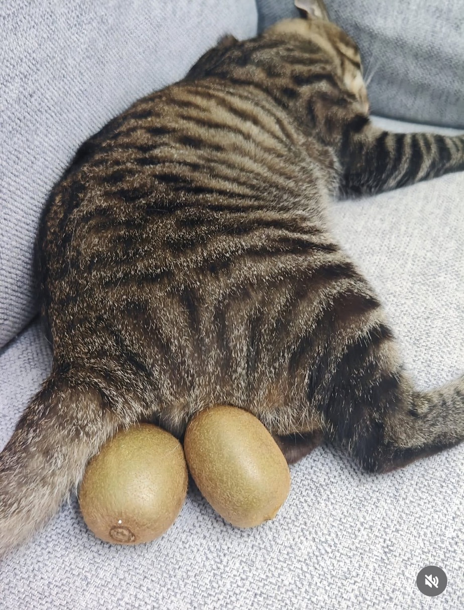 키이고양이-2-이미지