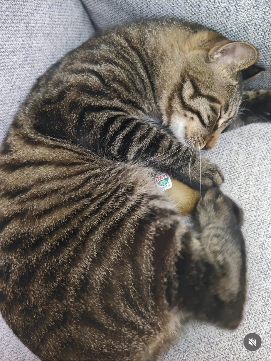 키이고양이-3-이미지