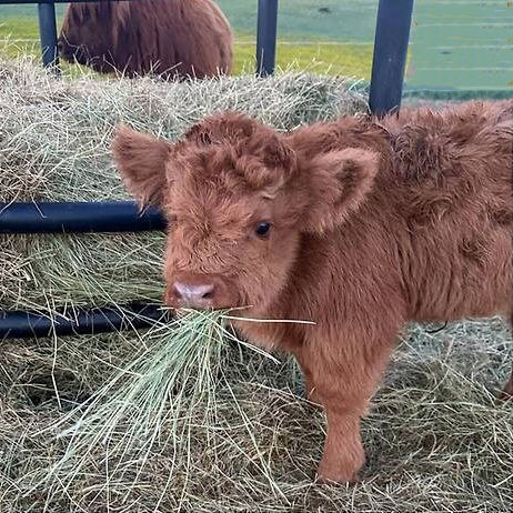 태어난-지-얼마-안-된-아기-송아지-2-이미지
