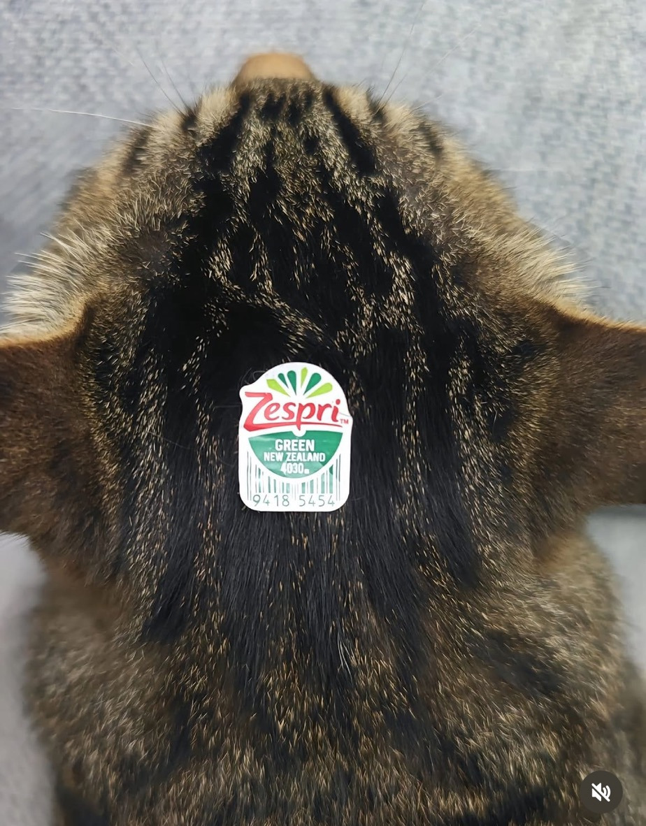 키이고양이-1-이미지