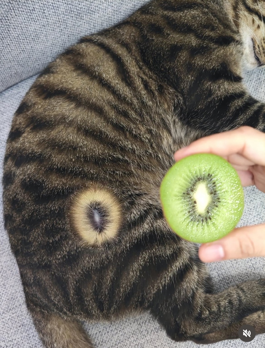 키이고양이-0-이미지