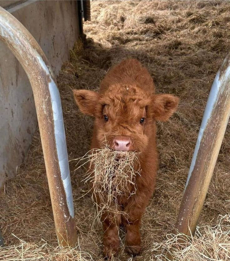 태어난-지-얼마-안-된-아기-송아지-3-이미지