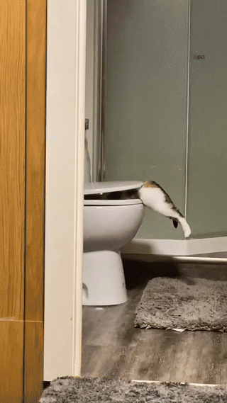 목이-많이-마른-고양이-0-이미지