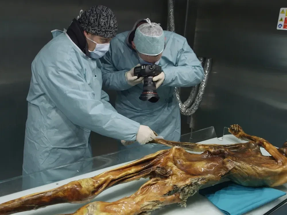 얼음-속에서-5000년-넘게-잠들어-있던-미라-이야기-13-이미지