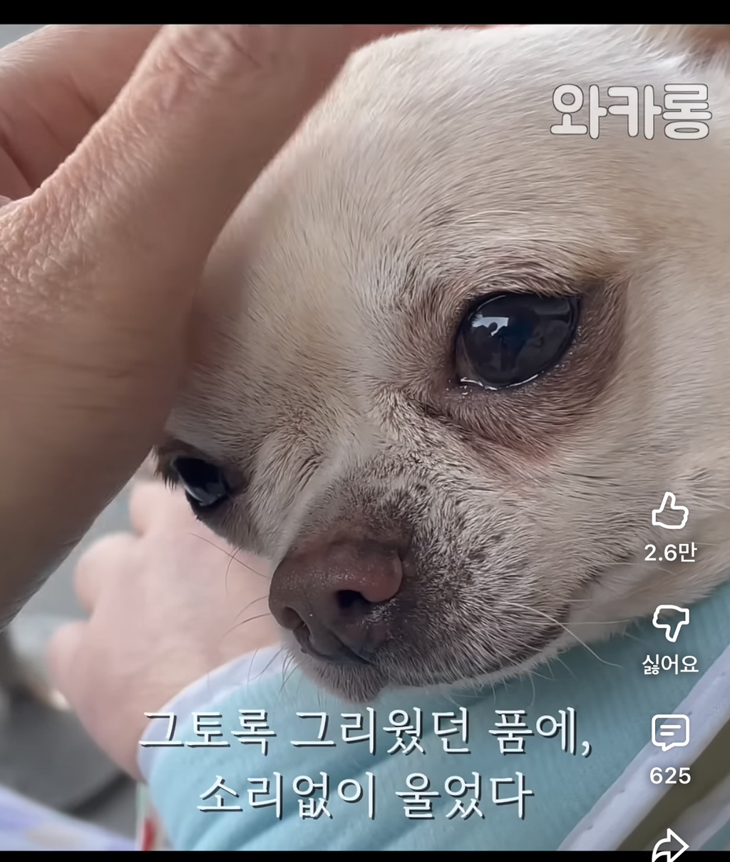 하루-아침에-헤어졌던-아빠-목소리에-눈물-흘리는-강아지-2-이미지