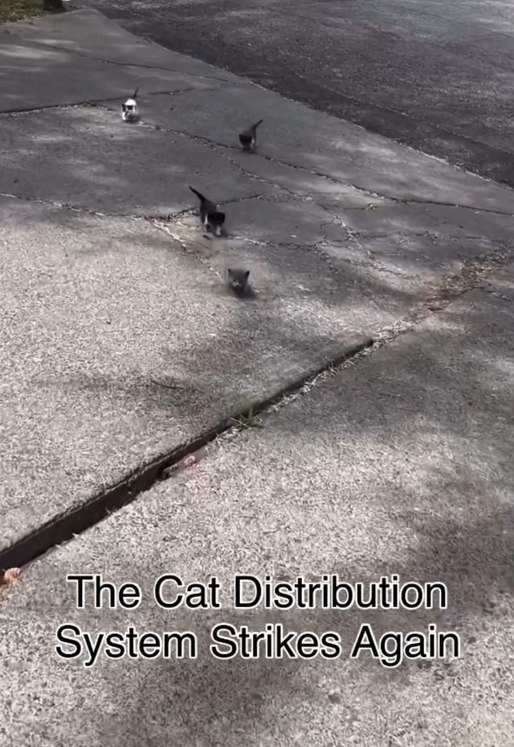 서양권-고양이-밈-모음-8-이미지