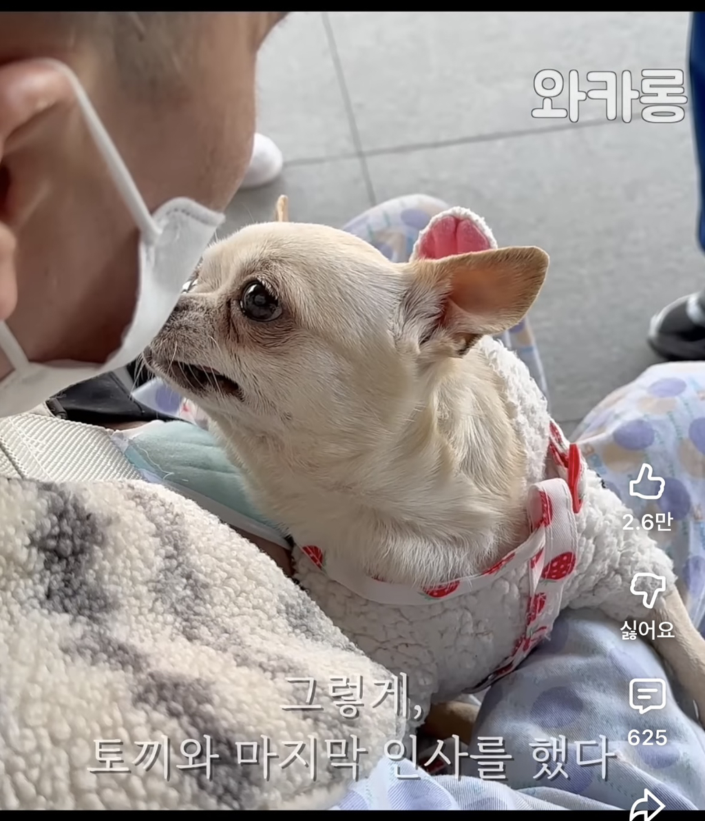 하루-아침에-헤어졌던-아빠-목소리에-눈물-흘리는-강아지-3-이미지