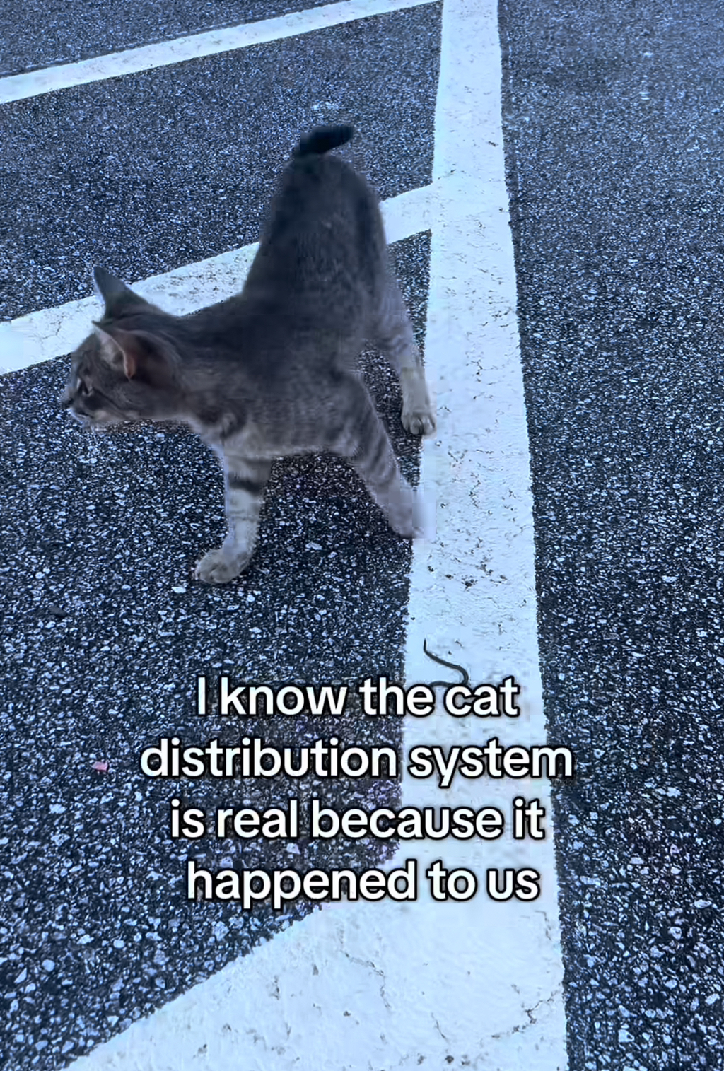 서양권-고양이-밈-모음-10-이미지