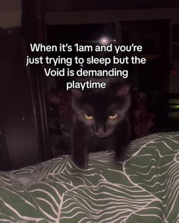 서양권-고양이-밈-모음-2-이미지