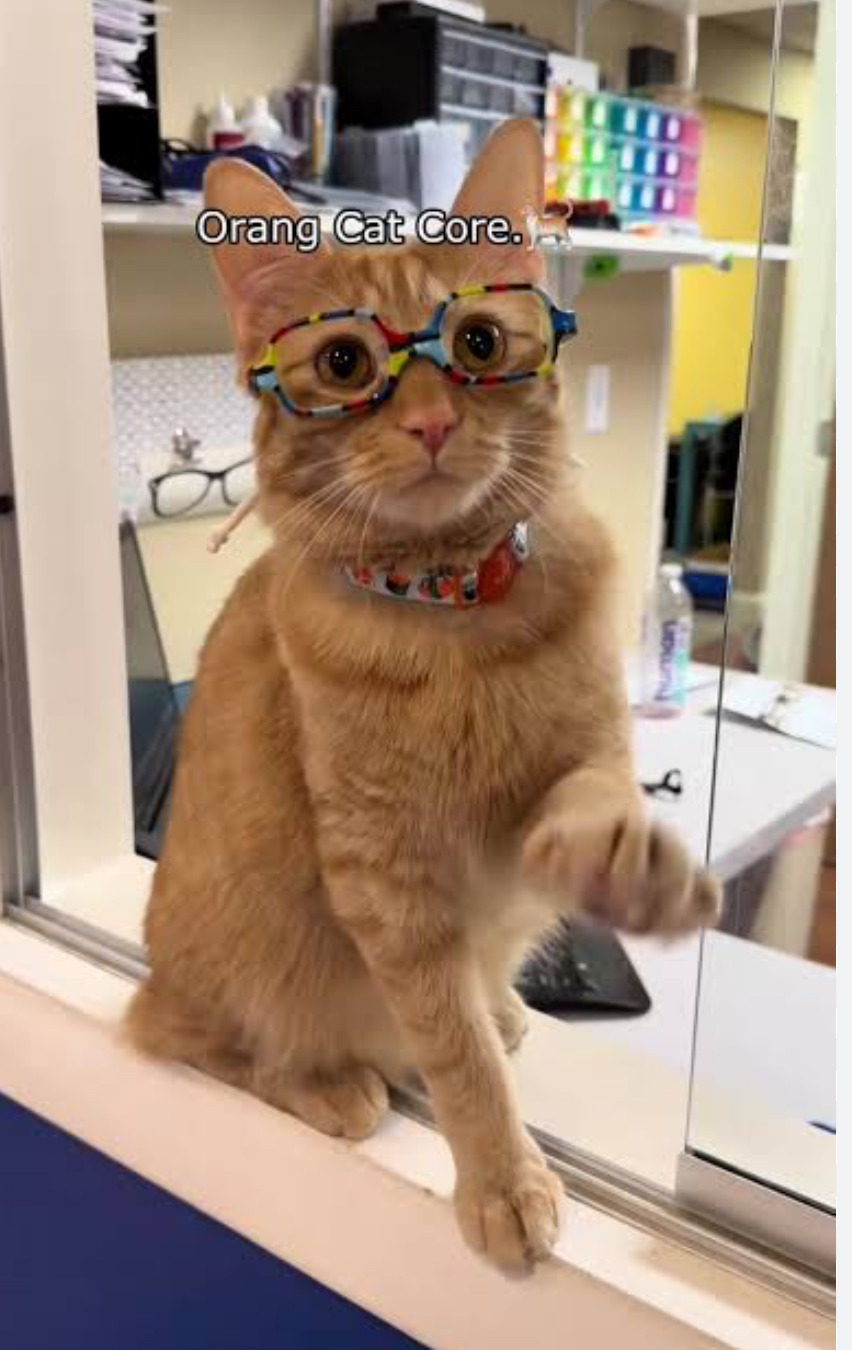 서양권-고양이-밈-모음-0-이미지