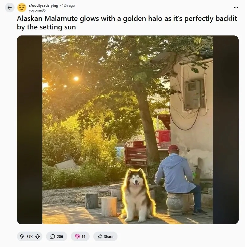 레딧서-핫한-사진-한장-0-이미지