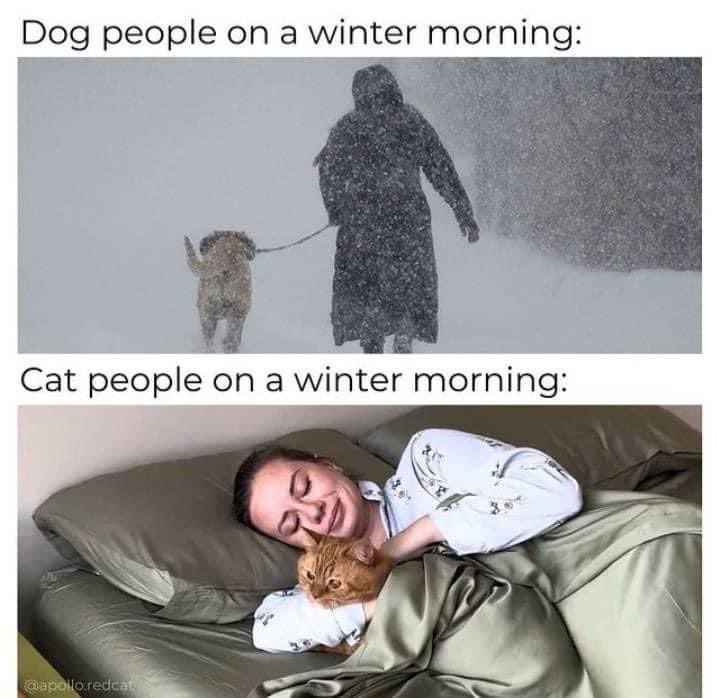 서양권-고양이-밈-모음-6-이미지