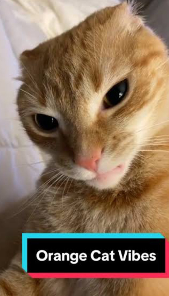 서양권-고양이-밈-모음-1-이미지