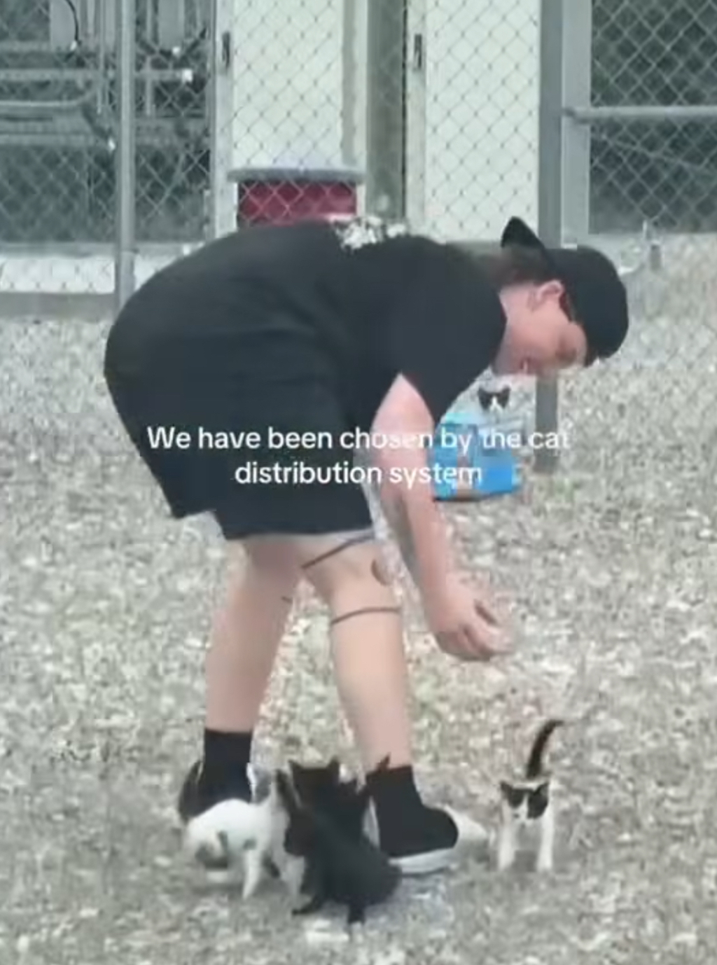 서양권-고양이-밈-모음-9-이미지