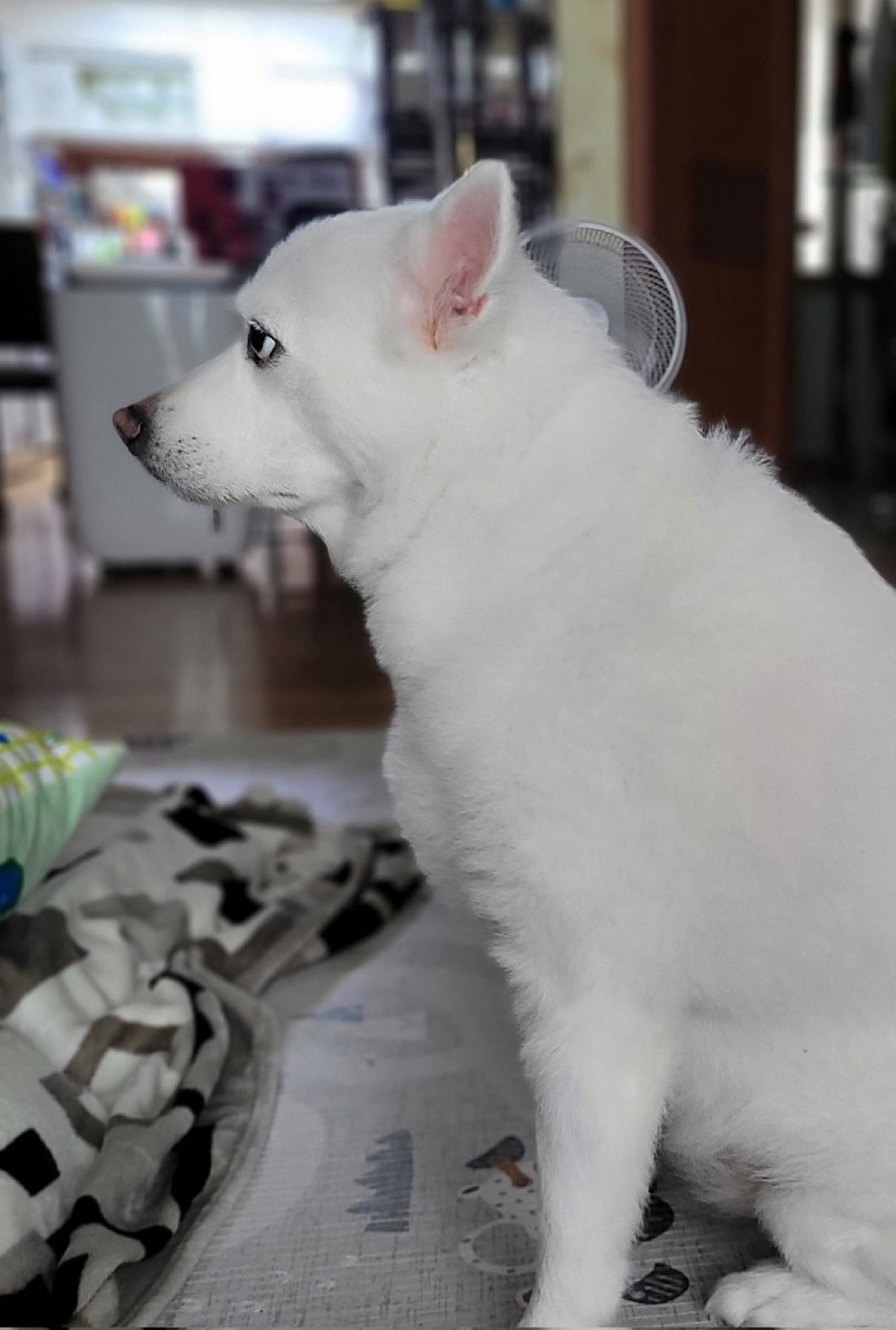 우리-개랑-대판싸우고-니랑-말-안함ㅅㄱ선언-후-냉전기간이였을때...twt-2-이미지