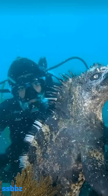 고질라를-축소한듯한-바다-이구아나-0-이미지