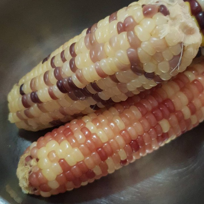 이제는-인기없는-옥수수...jpg-4-이미지