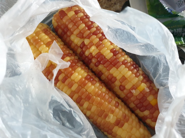 이제는-인기없는-옥수수...jpg-6-이미지