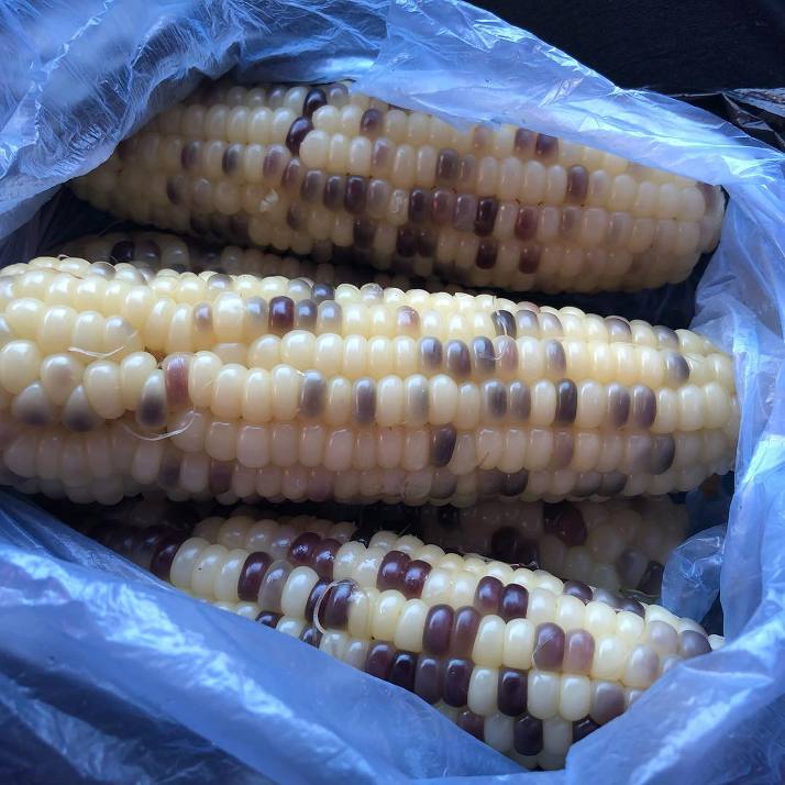 이제는-인기없는-옥수수...jpg-8-이미지