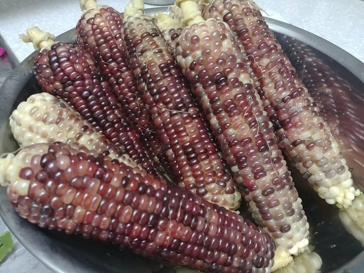 이제는-인기없는-옥수수...jpg-7-이미지