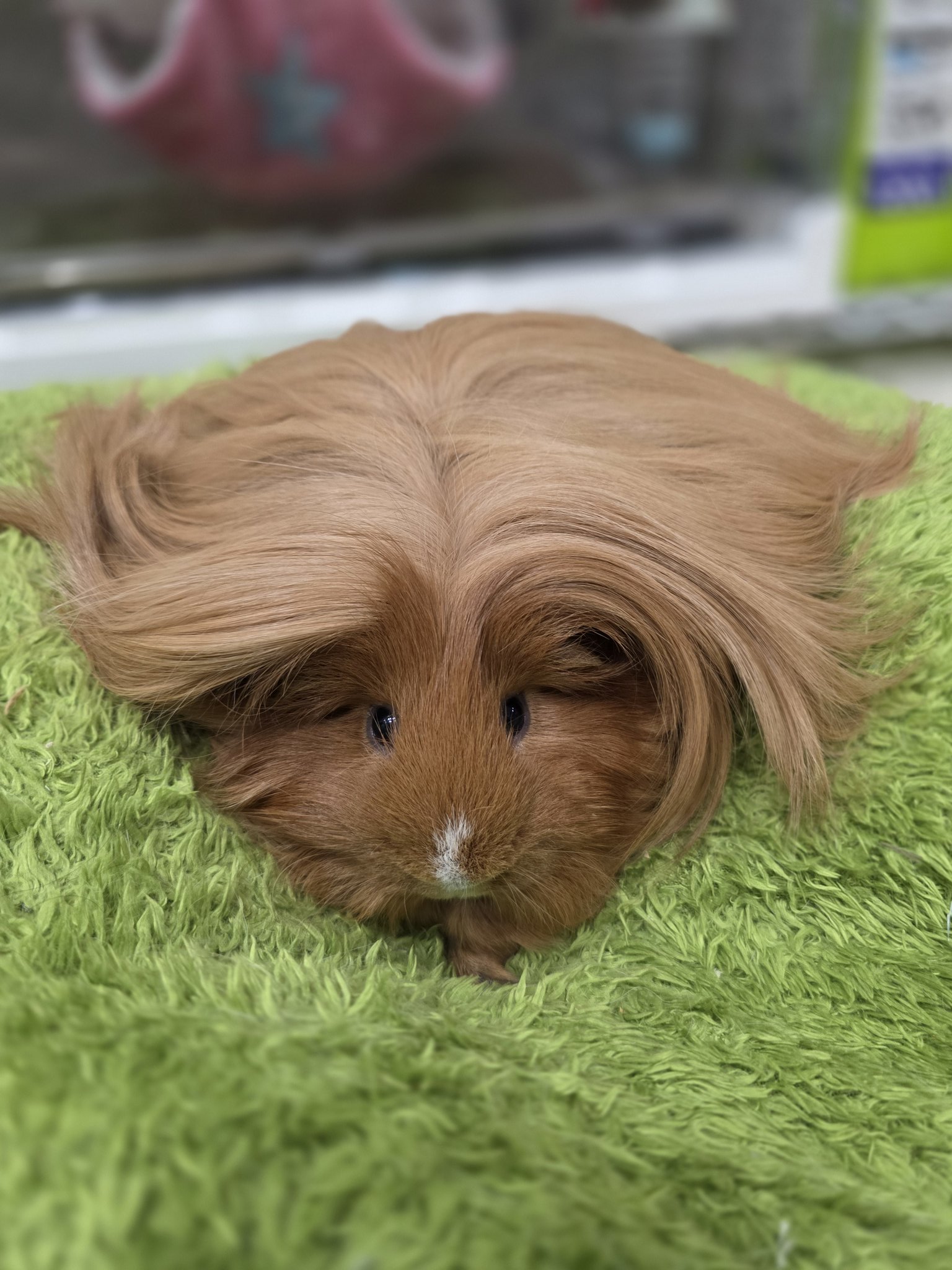 한-트위터리안이-키우는-반려가발.x-5-이미지