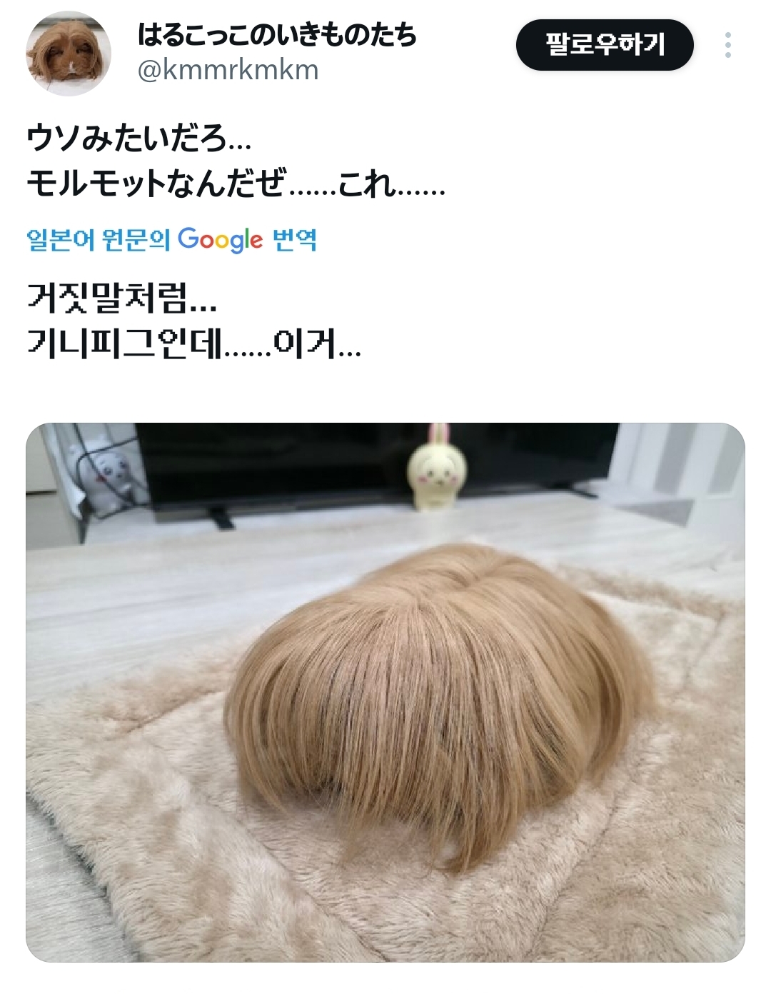 한-트위터리안이-키우는-반려가발.x-4-이미지