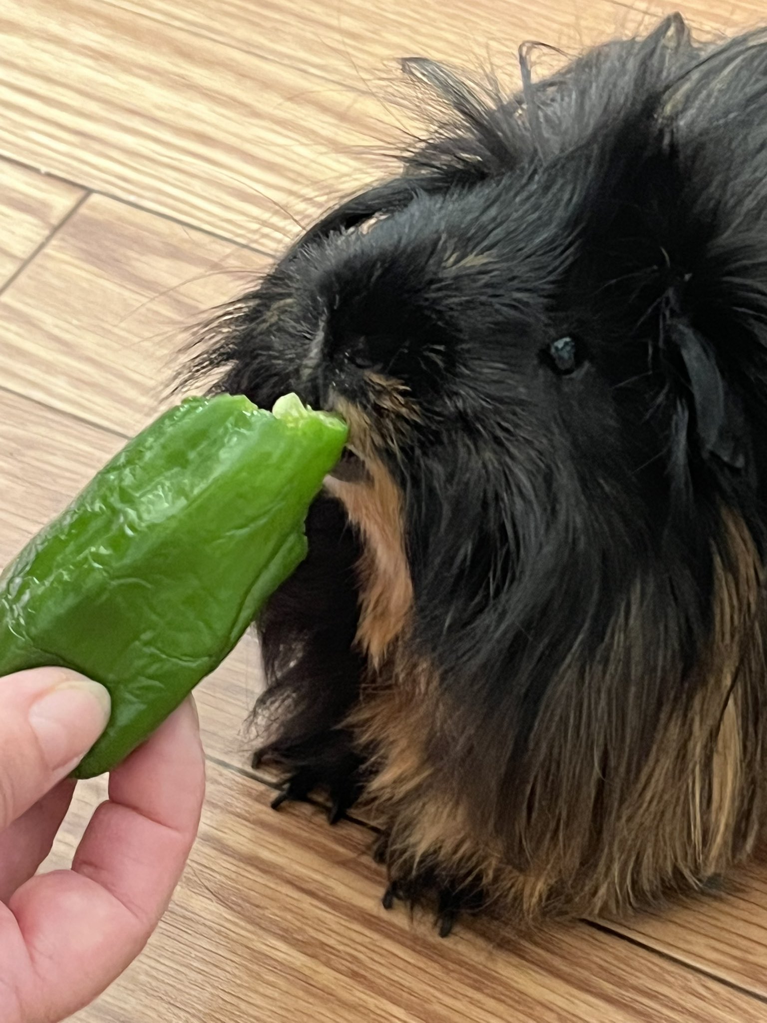 한-트위터리안이-키우는-반려가발.x-3-이미지