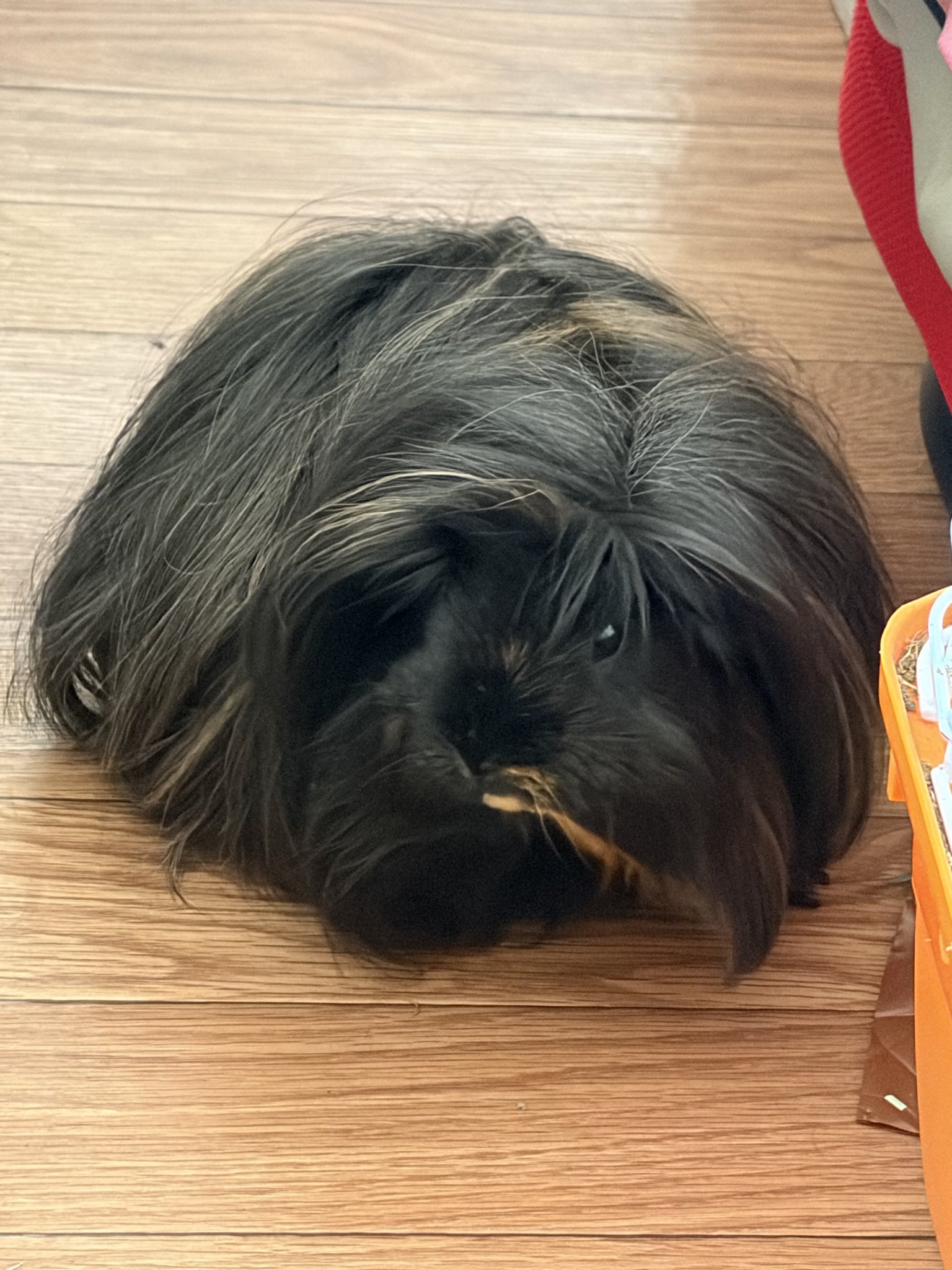 한-트위터리안이-키우는-반려가발.x-2-이미지