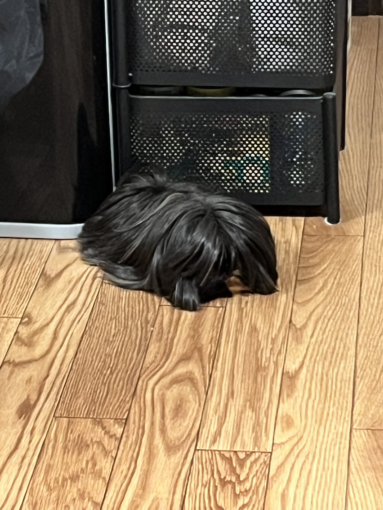 한-트위터리안이-키우는-반려가발.x-1-이미지