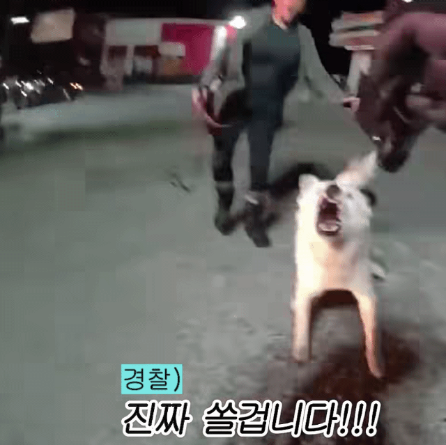 개를-쏴죽인-경찰-:-미국에서-찬반-논란중-3-이미지