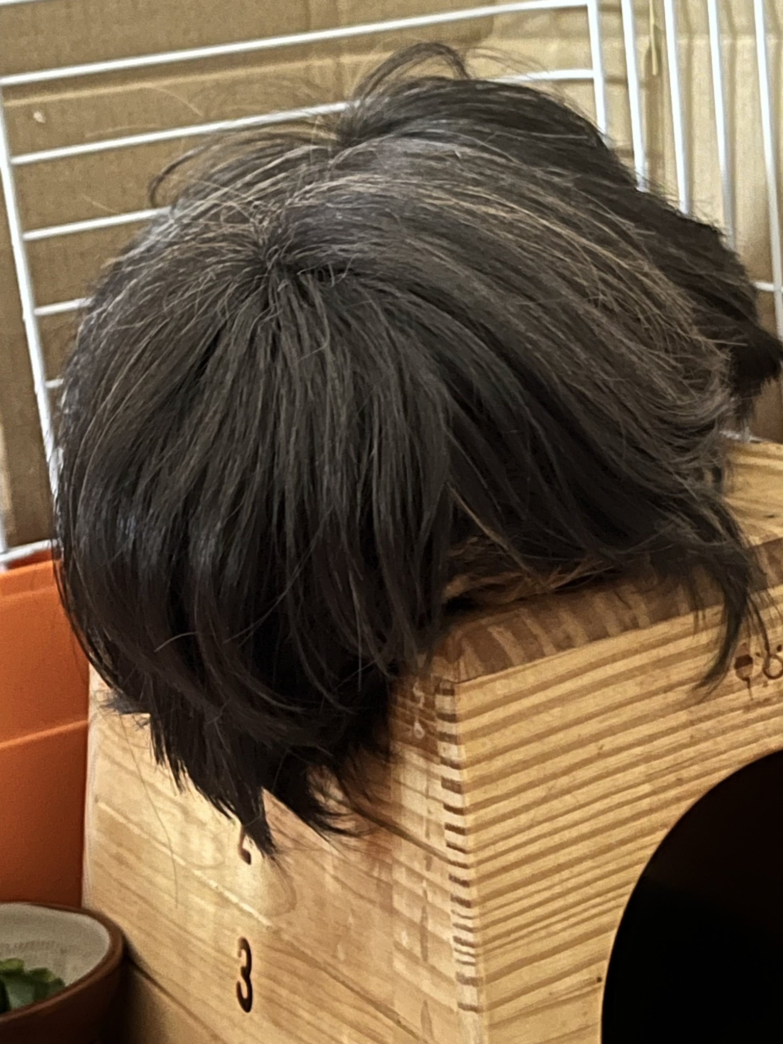 한-트위터리안이-키우는-반려가발.x-0-이미지