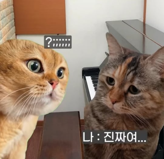 초딩때-피아노-배운-사람들-특징-4-이미지