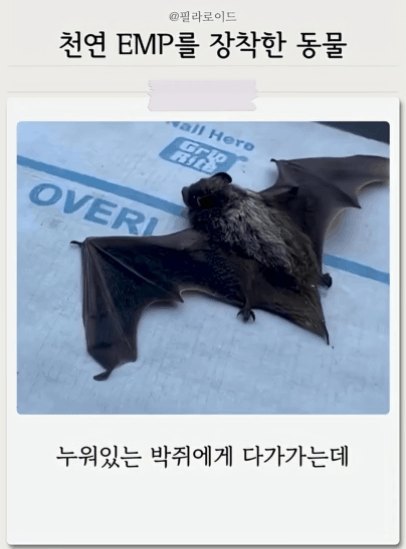 천연-EMP를-장착한-박쥐.gif-1-이미지