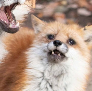 일본인들을-가장-킹받게한-축구-골-세레모니-8-이미지