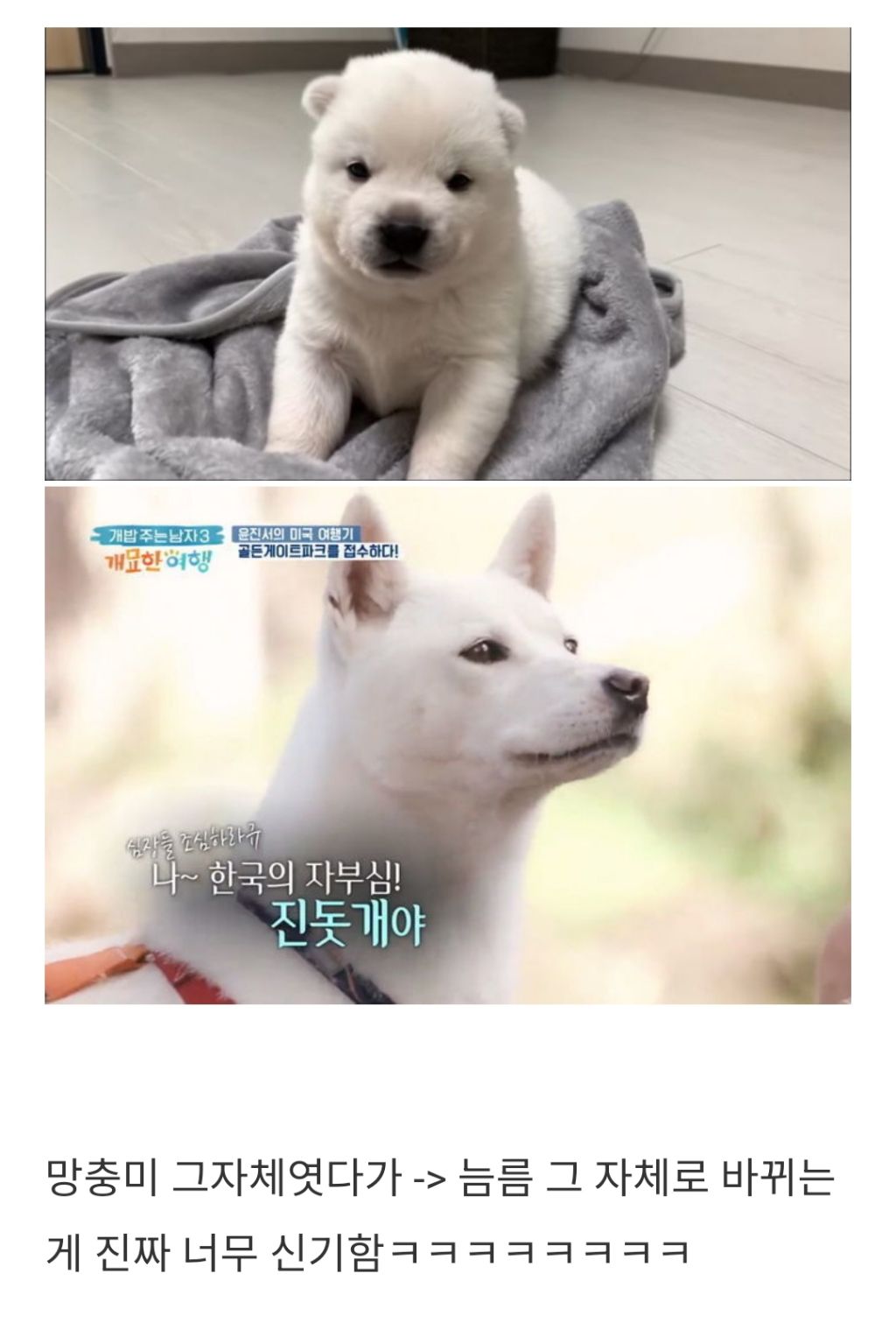 진돗개-어렸을때랑-컸을때-차이-너무-신기함-1-이미지