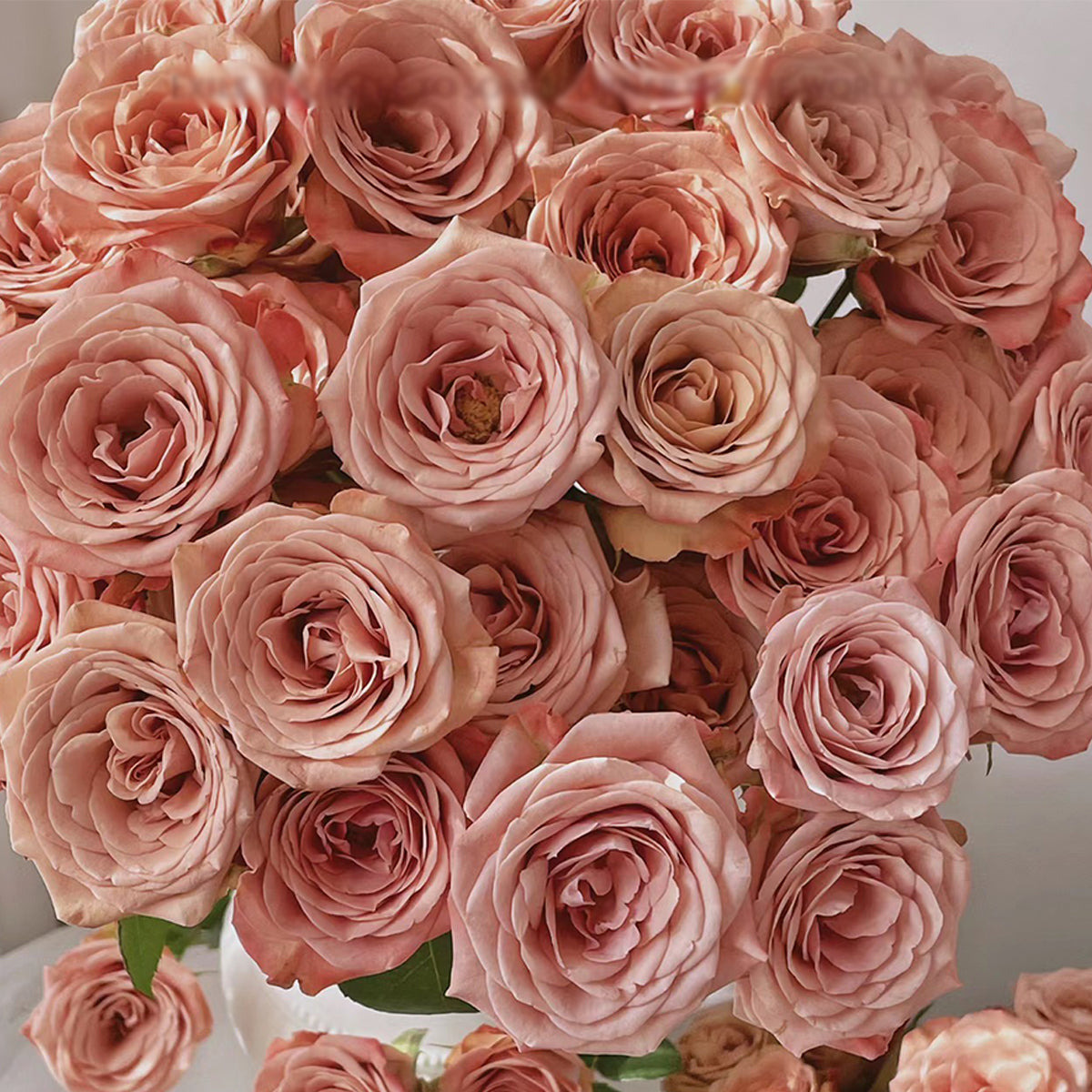 플로리스트들이-자주-쓴다는-독일산-장미-품종-'카푸치노'-1-이미지