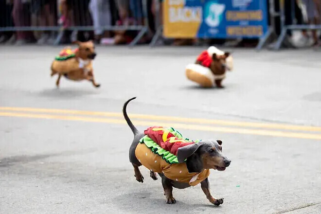 매년-미국-오하이오주에서-열리는-핫도그-달리기-대회-5-이미지