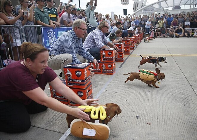 매년-미국-오하이오주에서-열리는-핫도그-달리기-대회-6-이미지