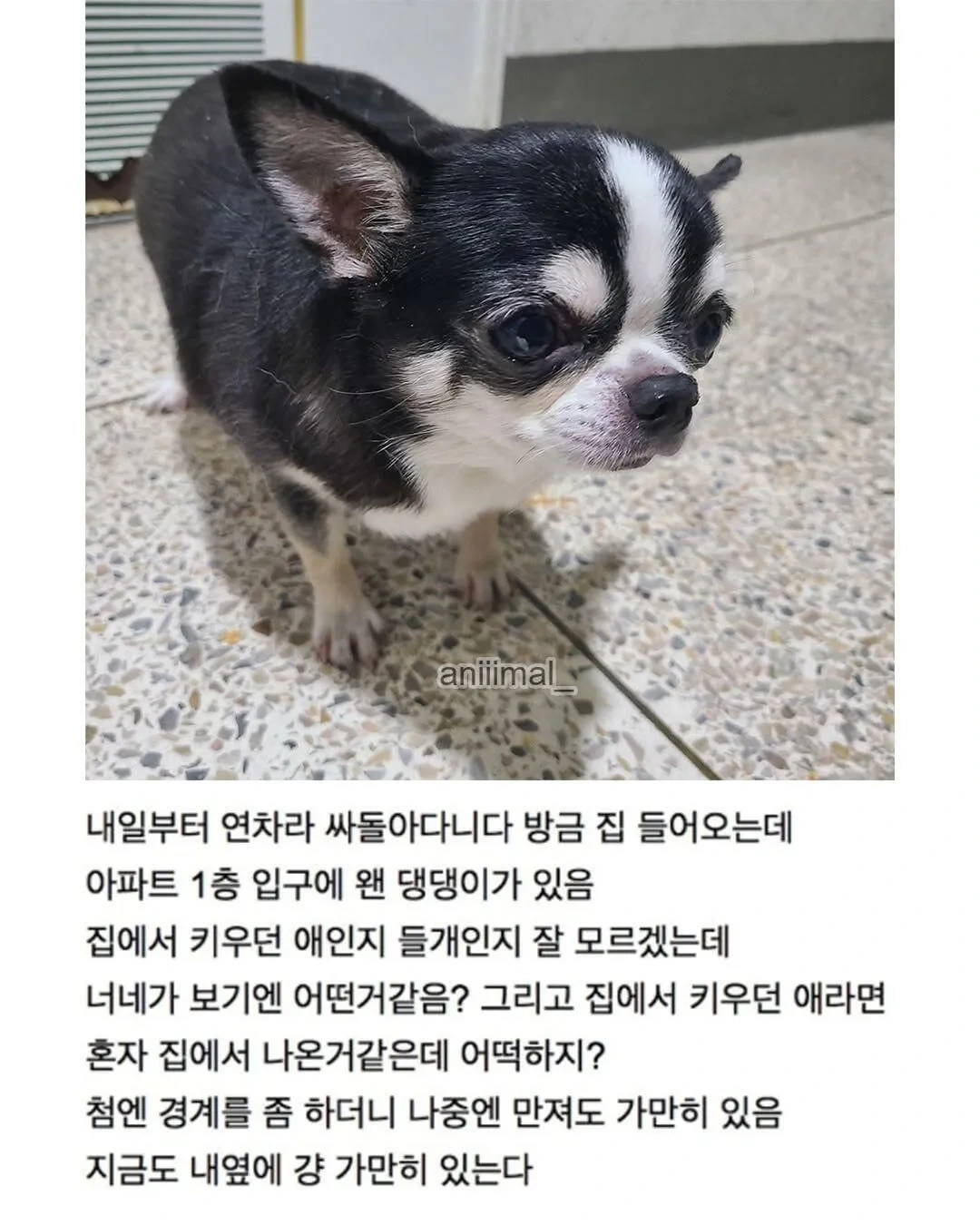 아파트에-왠-댕댕이가-돌아다니는데-어캄-2-이미지