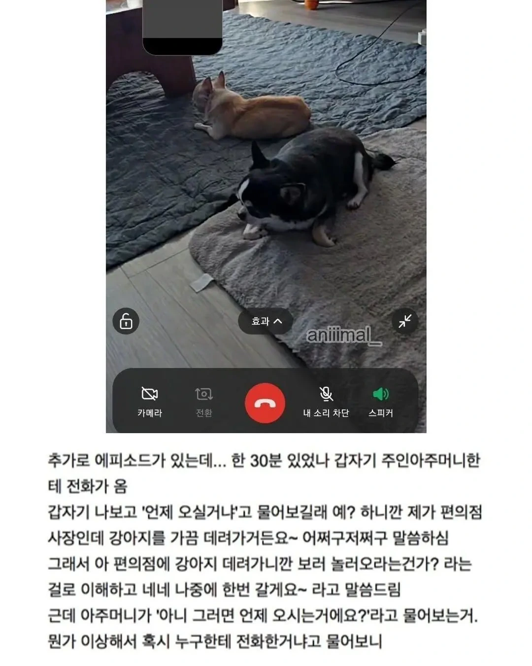 아파트에-왠-댕댕이가-돌아다니는데-어캄-13-이미지