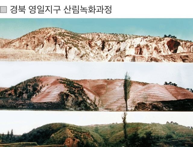 우리나라-산에-나무가-많은-이유.txtjpg-1-이미지