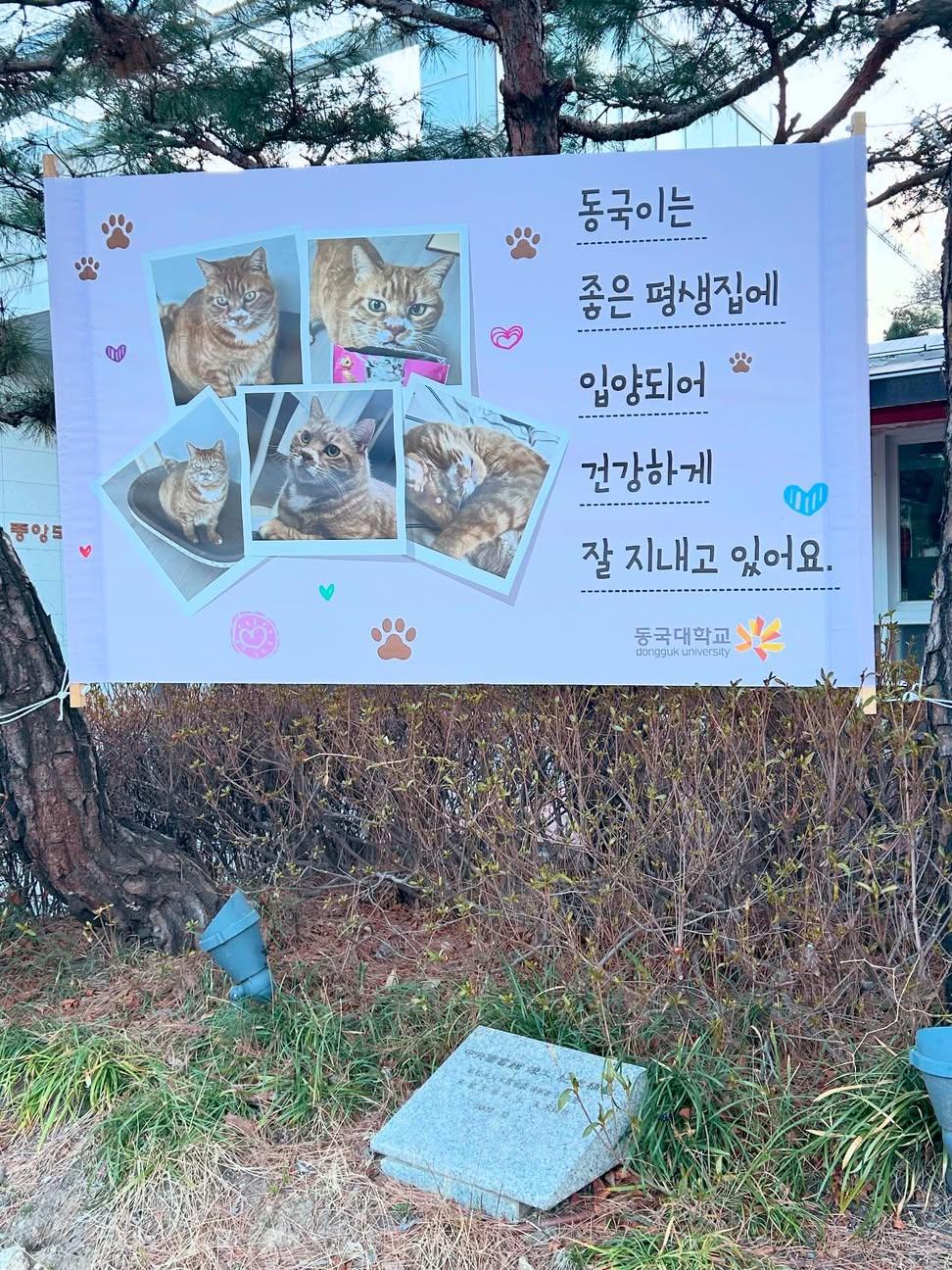 동국대학교-동국이는-좋은-집에-입양-되었다-❤️-0-이미지