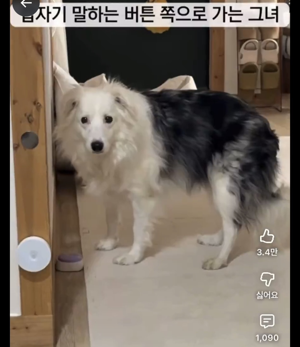 주인-따라-화장실에-들어온-강아지가-한-말-5-이미지